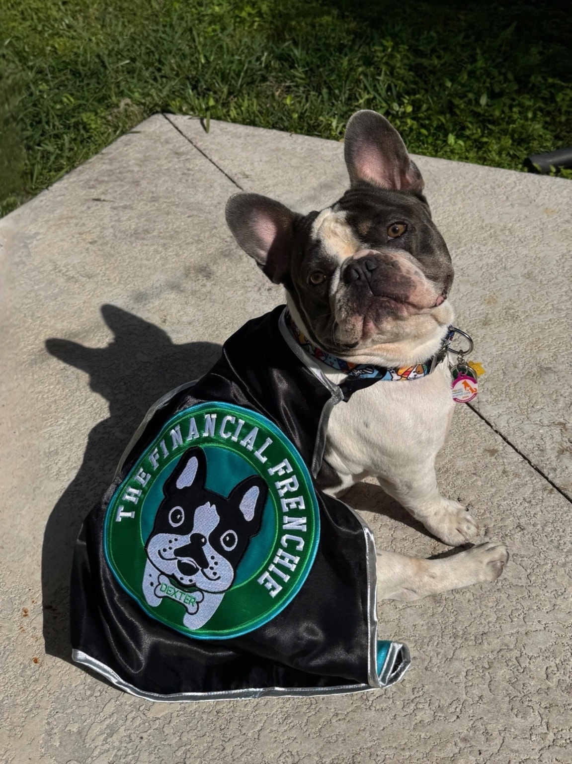 Dexter, the real French bulldog who inspired The Financial Frenchie